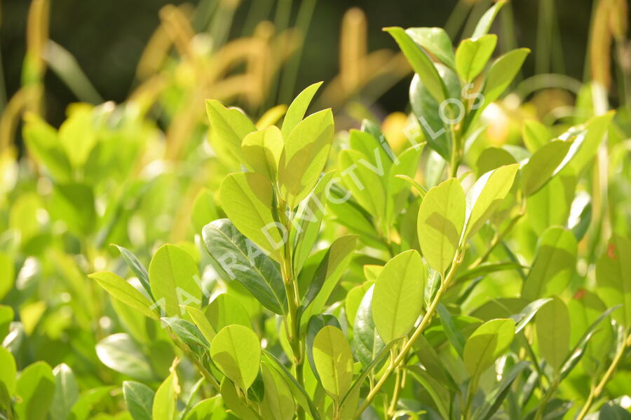 Bobkovišeň lékařská 'Josa' - Prunus laurocerasus 'Josa'