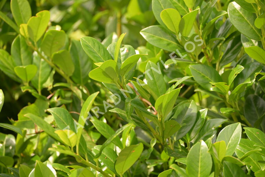 Bobkovišeň lékařská 'Josa' - Prunus laurocerasus 'Josa'