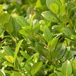 Bobkovišeň lékařská 'Josa' - Prunus laurocerasus 'Josa'