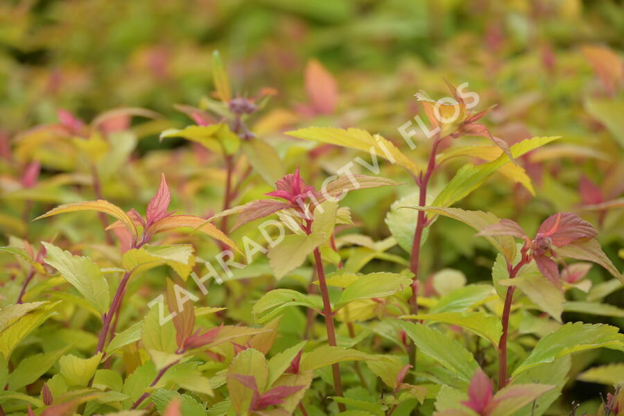 Tavolník japonský 'Little Flame' - Spiraea japonica 'Little Flame'