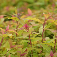 Tavolník japonský 'Little Flame' - Spiraea japonica 'Little Flame'