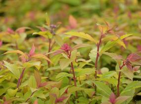 Tavolník japonský 'Little Flame' - Spiraea japonica 'Little Flame'