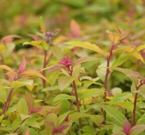 Tavolník japonský 'Little Flame' - Spiraea japonica 'Little Flame'