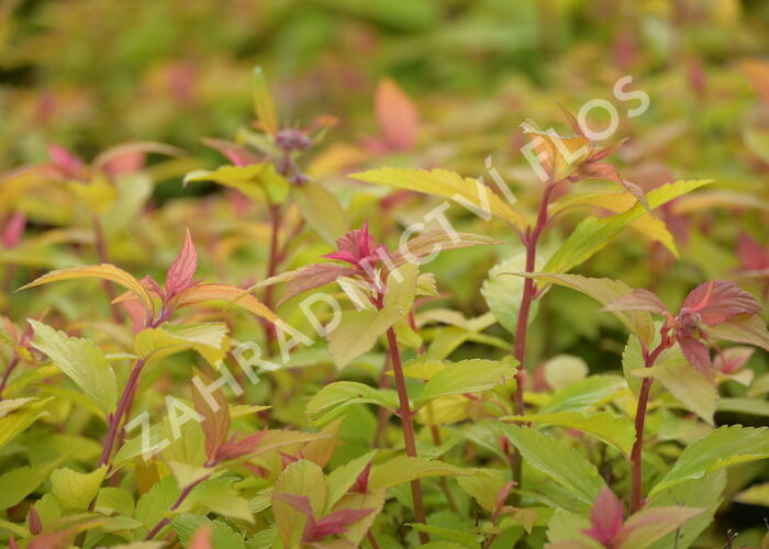 Tavolník japonský 'Little Flame' - Spiraea japonica 'Little Flame'