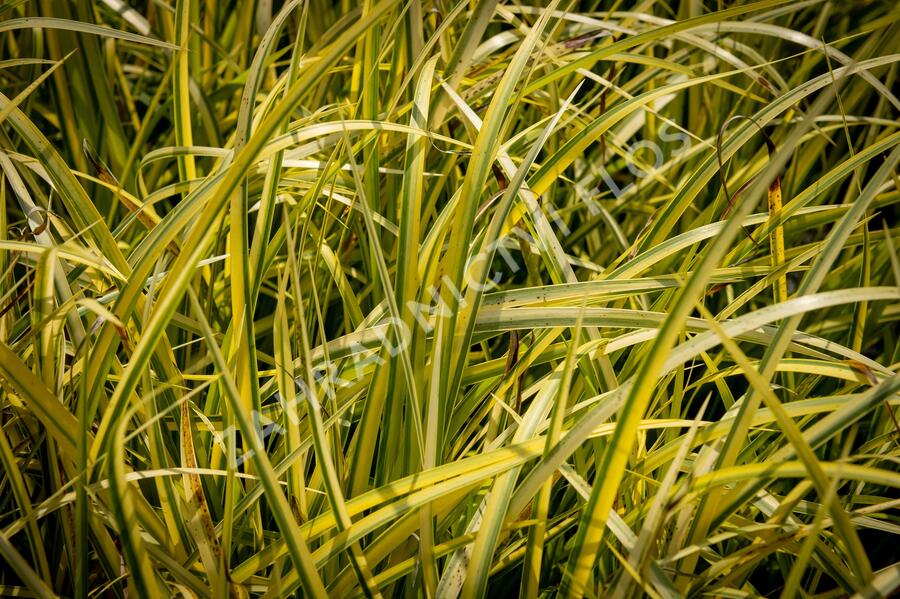 Puškvorec trávolistý 'Oborozuki' - Acorus gramineus 'Oborozuki'