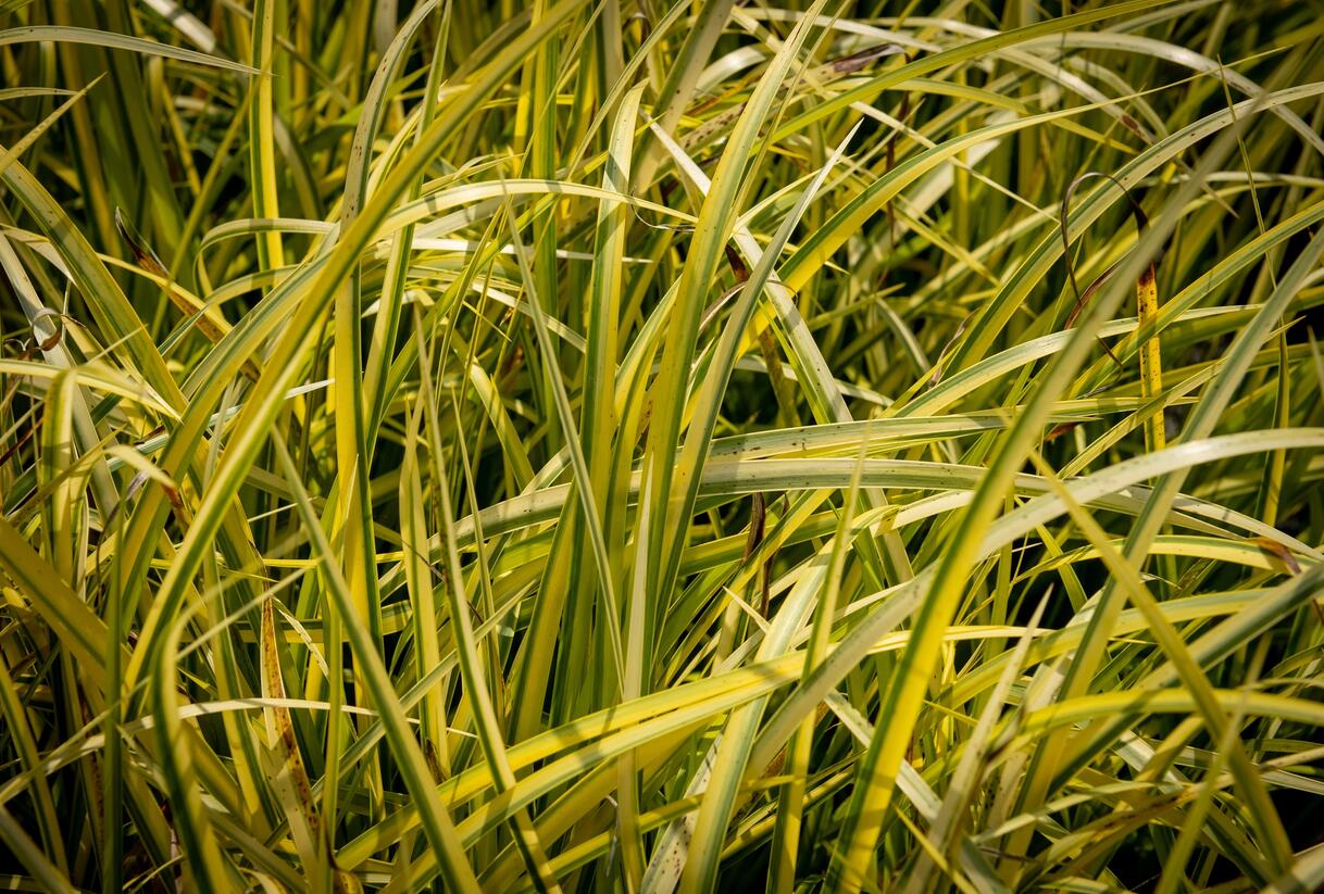 Puškvorec trávolistý 'Oborozuki' - Acorus gramineus 'Oborozuki'