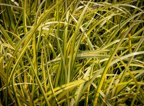 Puškvorec trávolistý 'Oborozuki' - Acorus gramineus 'Oborozuki'