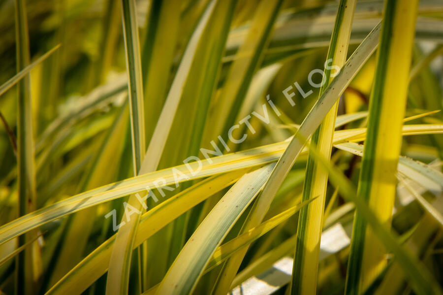 Puškvorec trávolistý 'Oborozuki' - Acorus gramineus 'Oborozuki'