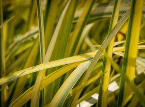 Puškvorec trávolistý 'Oborozuki' - Acorus gramineus 'Oborozuki'