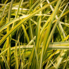 Puškvorec trávolistý 'Oborozuki' - Acorus gramineus 'Oborozuki'