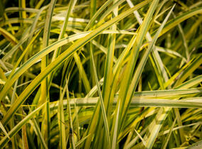 Puškvorec trávolistý 'Oborozuki' - Acorus gramineus 'Oborozuki'