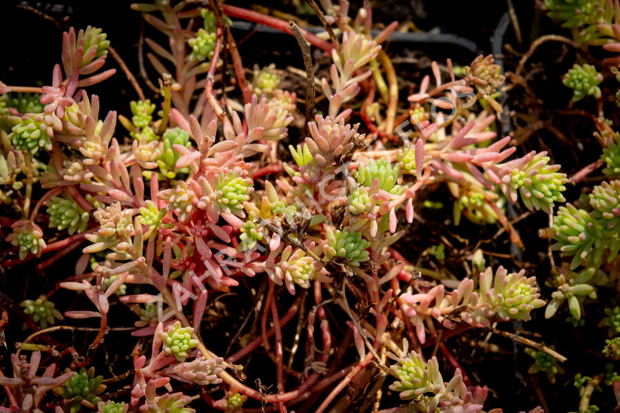 Rozchodník bledý 'Bithynicum' - Sedum pallidum 'Bithynicum'