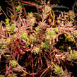 Rozchodník bledý 'Bithynicum' - Sedum pallidum 'Bithynicum'