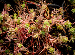 Rozchodník bledý 'Bithynicum' - Sedum pallidum 'Bithynicum'