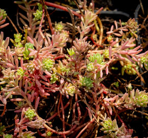 Turecký rozchodník 'Bithynicum' - Sedum pallidum 'Bithynicum'