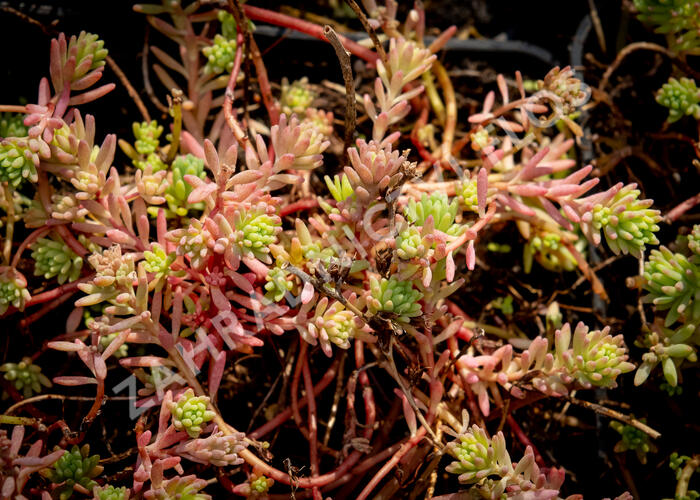 Turecký rozchodník 'Bithynicum' - Sedum pallidum 'Bithynicum'