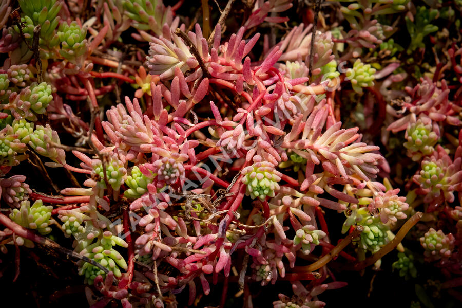 Rozchodník bledý 'Bithynicum' - Sedum pallidum 'Bithynicum'