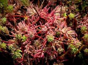 Rozchodník bledý 'Bithynicum' - Sedum pallidum 'Bithynicum'