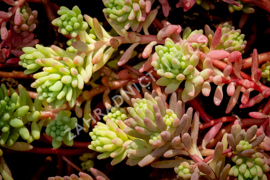 Rozchodník bledý 'Bithynicum' - Sedum pallidum 'Bithynicum'