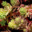 Rozchodník bledý 'Bithynicum' - Sedum pallidum 'Bithynicum'