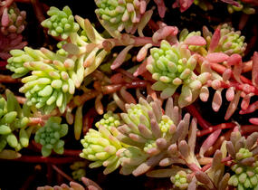 Rozchodník bledý 'Bithynicum' - Sedum pallidum 'Bithynicum'