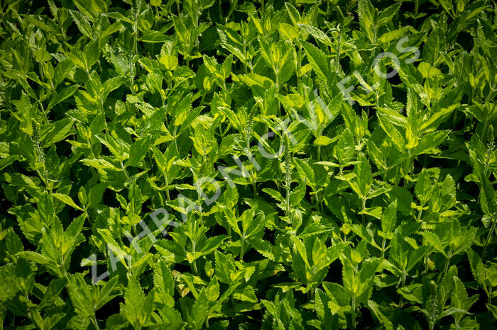 Rozrazil klasnatý 'Icicle' - Veronica spicata 'Icicle'