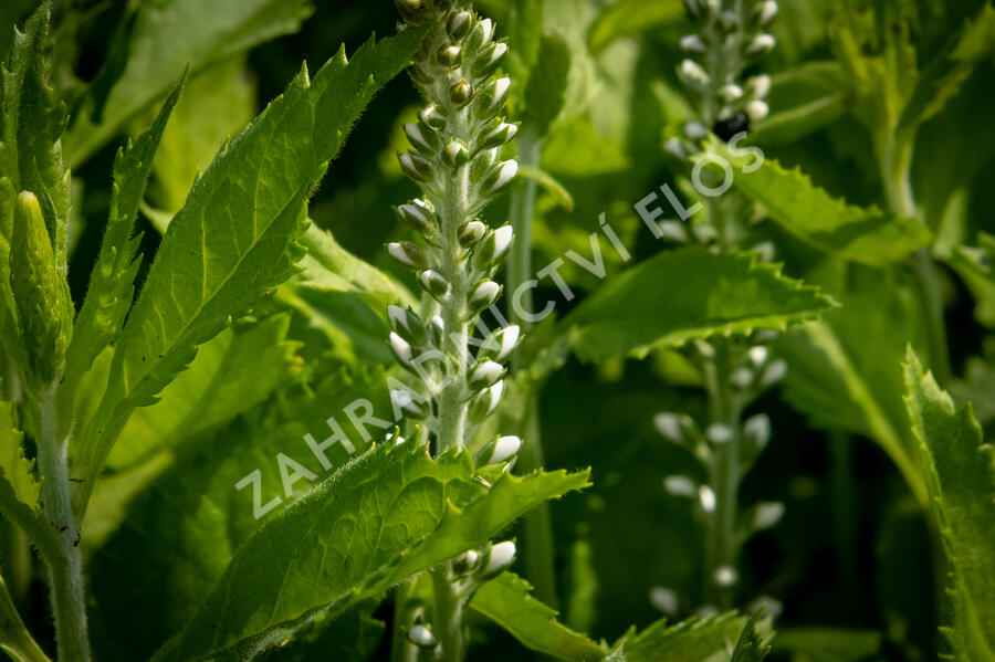Rozrazil klasnatý 'Icicle' - Veronica spicata 'Icicle'