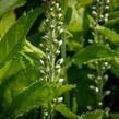 Rozrazil klasnatý 'Icicle' - Veronica spicata 'Icicle'