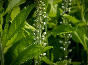 Rozrazil klasnatý 'Icicle' - Veronica spicata 'Icicle'