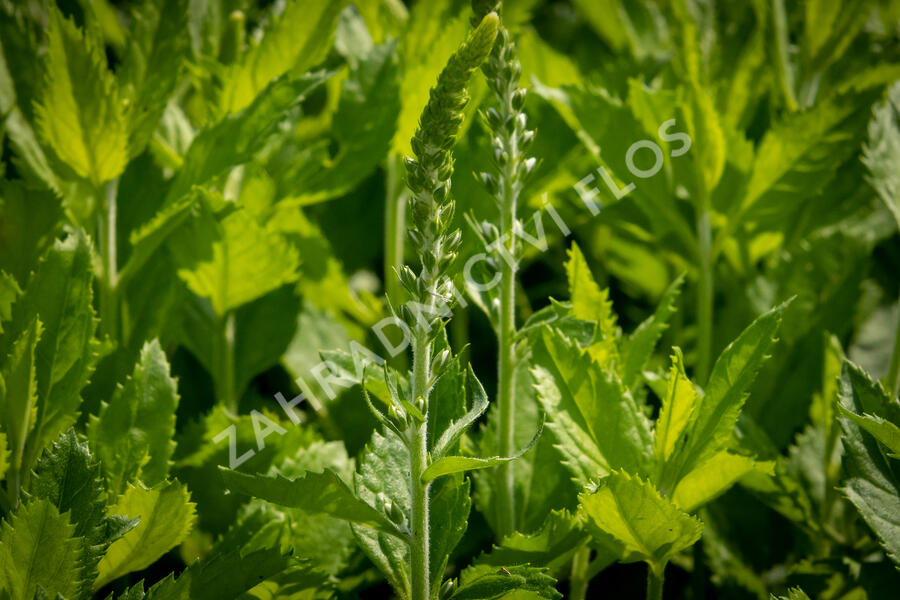 Rozrazil klasnatý 'Icicle' - Veronica spicata 'Icicle'