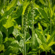 Rozrazil klasnatý 'Icicle' - Veronica spicata 'Icicle'