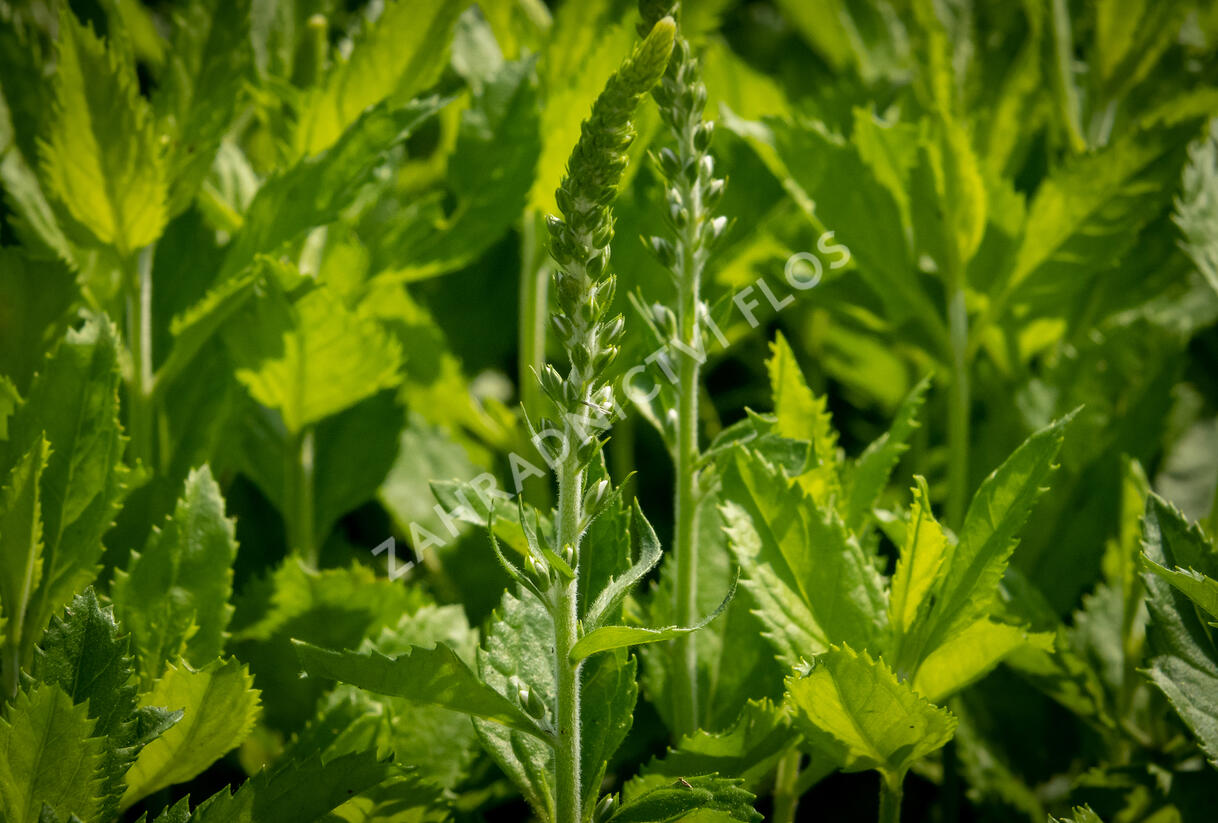 Rozrazil klasnatý 'Icicle' - Veronica spicata 'Icicle'
