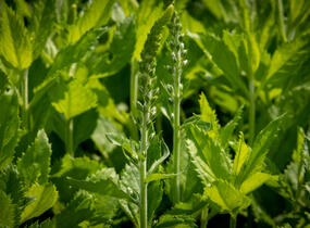 Rozrazil klasnatý 'Icicle' - Veronica spicata 'Icicle'
