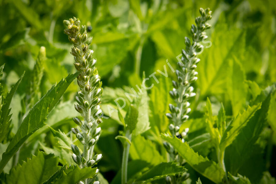 Rozrazil klasnatý 'Icicle' - Veronica spicata 'Icicle'