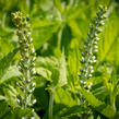 Rozrazil klasnatý 'Icicle' - Veronica spicata 'Icicle'