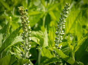 Rozrazil klasnatý 'Icicle' - Veronica spicata 'Icicle'