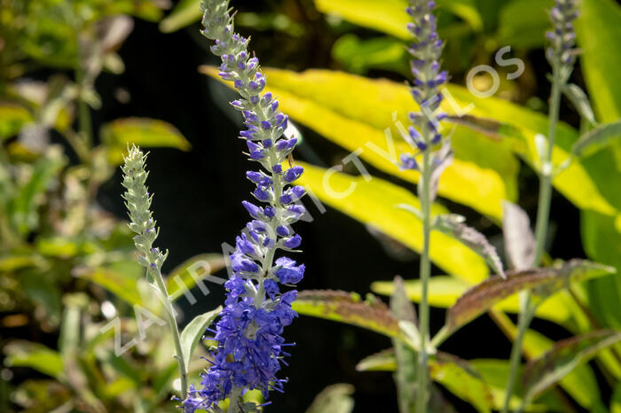 Rozrazil klasnatý 'Spitzentraum' - Veronica spicata 'Spitzentraum'