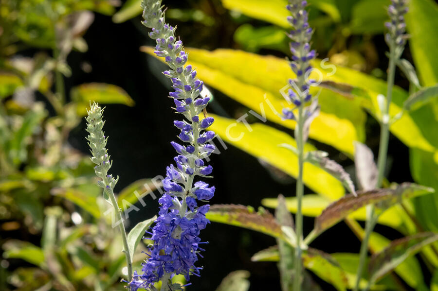 Rozrazil klasnatý 'Spitzentraum' - Veronica spicata 'Spitzentraum'