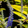 Rozrazil klasnatý 'Spitzentraum' - Veronica spicata 'Spitzentraum'