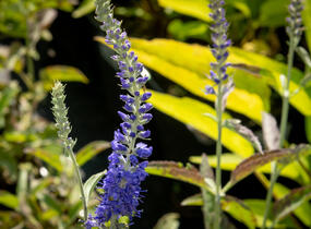 Rozrazil klasnatý 'Spitzentraum' - Veronica spicata 'Spitzentraum'