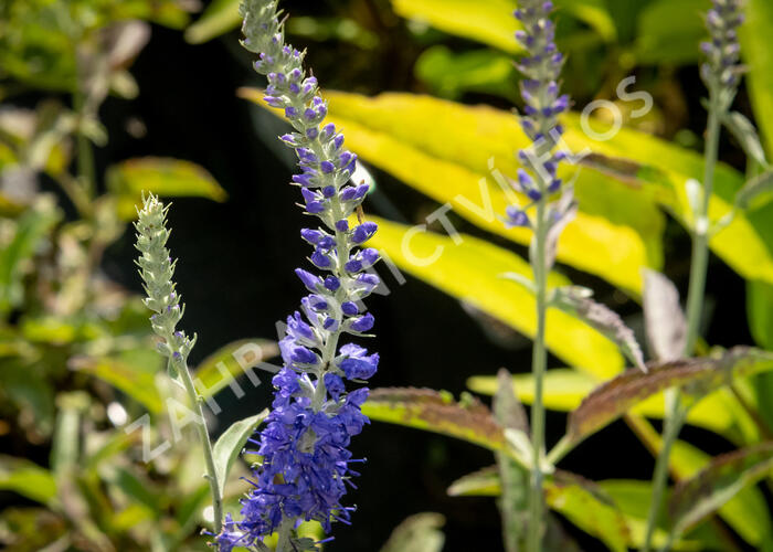 Rozrazil klasnatý 'Spitzentraum' - Veronica spicata 'Spitzentraum'
