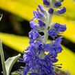 Rozrazil klasnatý 'Spitzentraum' - Veronica spicata 'Spitzentraum'