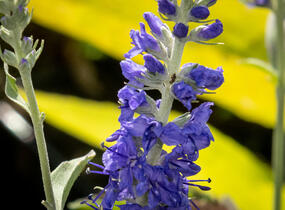 Rozrazil klasnatý 'Spitzentraum' - Veronica spicata 'Spitzentraum'