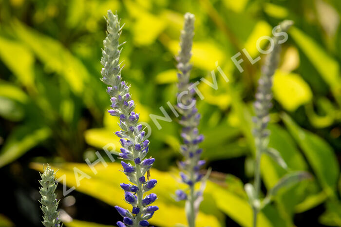 Rozrazil klasnatý 'Spitzentraum' - Veronica spicata 'Spitzentraum'