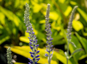 Rozrazil klasnatý 'Spitzentraum' - Veronica spicata 'Spitzentraum'