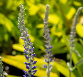 Rozrazil klasnatý 'Spitzentraum' - Veronica spicata 'Spitzentraum'