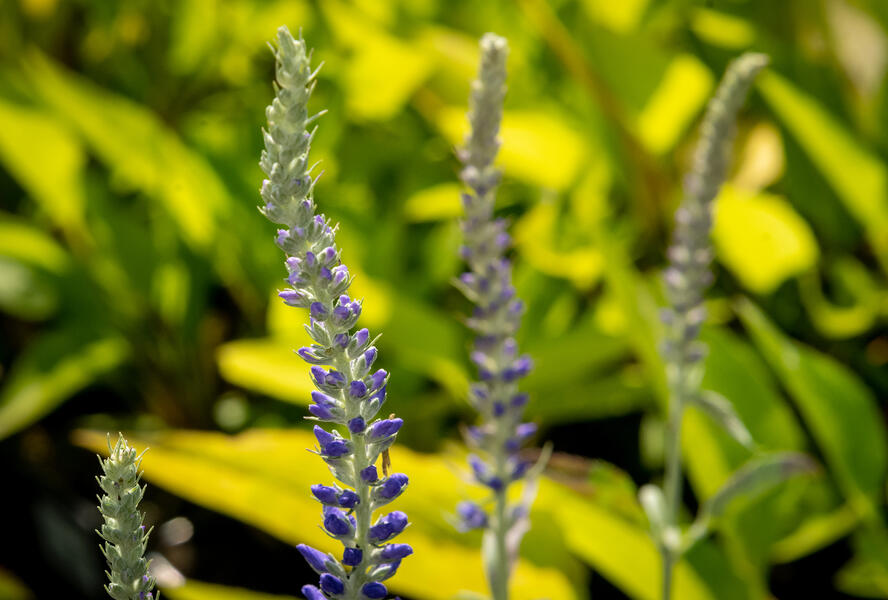 Rozrazil klasnatý 'Spitzentraum' - Veronica spicata 'Spitzentraum'