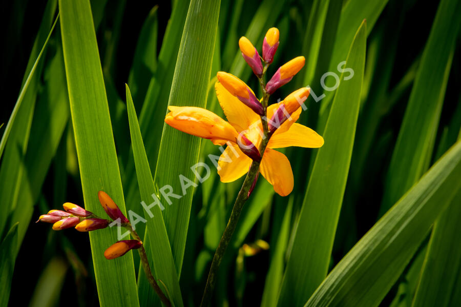 Křešina, montbrécie 'Columbus' - Crocosmia 'Columbus'