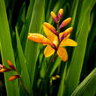 Křešina, montbrécie 'Columbus' - Crocosmia 'Columbus'