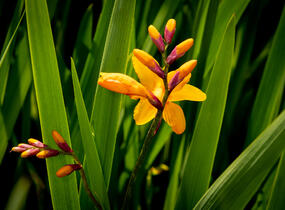 Křešina, montbrécie 'Columbus' - Crocosmia 'Columbus'